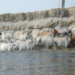 Vraj-Yatra-2014- (1013)